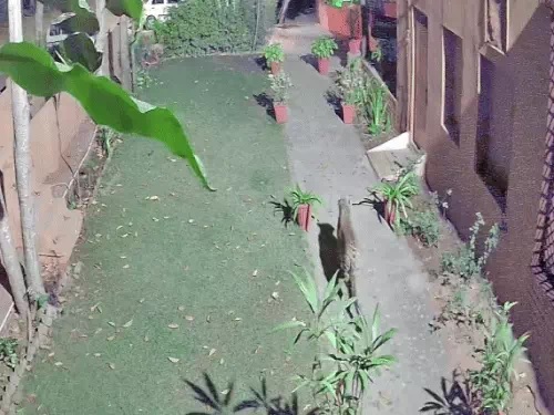 लेपर्ड होटल के गार्डन में घूमता दिखा। लेपर्ड होटल के गार्डन में घूमता दिखा।