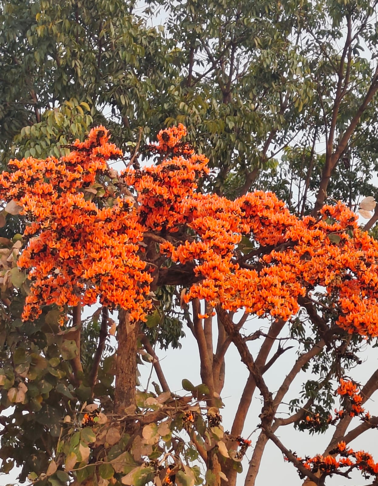 जंगल मे खिला पलाश फूल जंगल मे खिला पलाश फूल