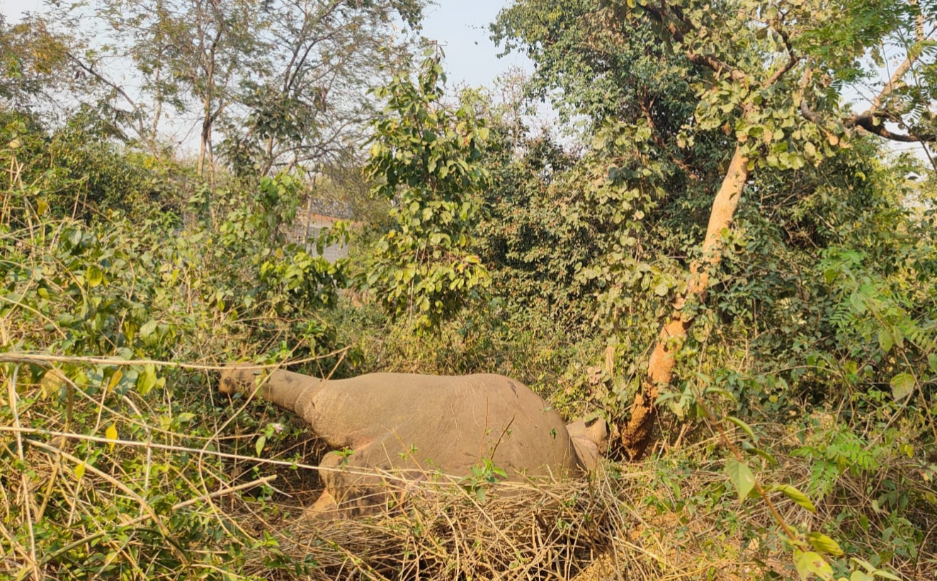 elephant elephant