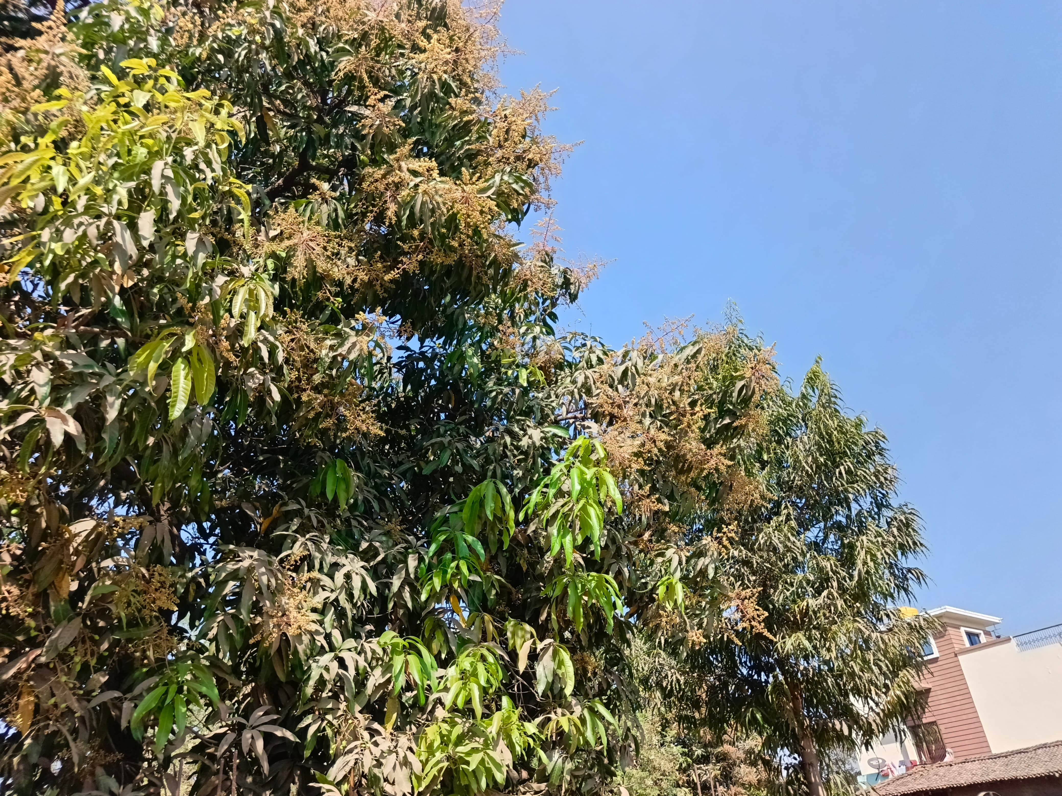 आम के पेड़ों में बौर की संख्या कम है। आम के पेड़ों में बौर की संख्या कम है।