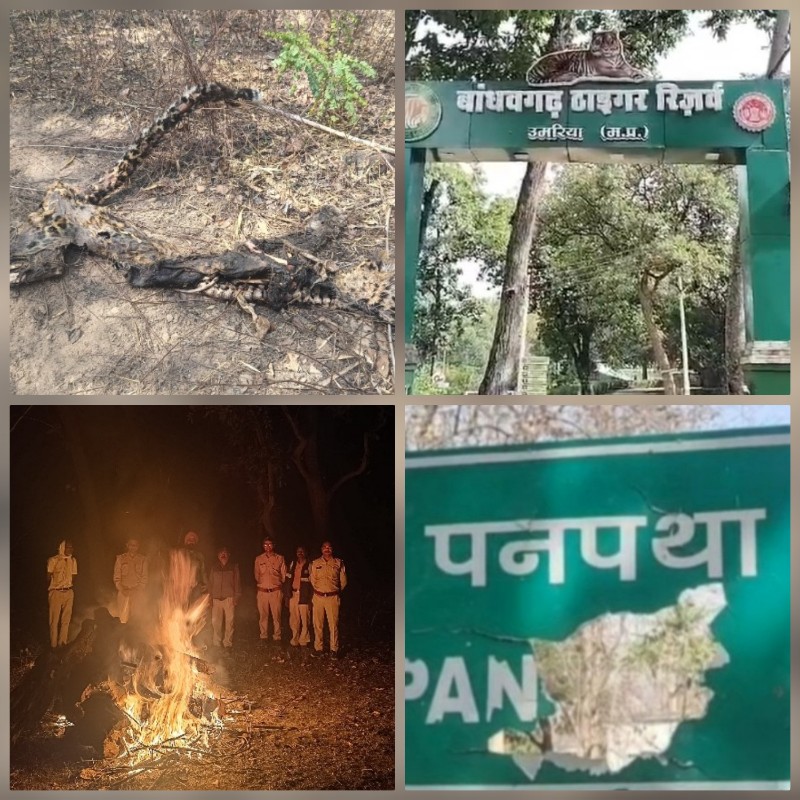 तेंदुए की संदिग्ध परिस्थितियों में मौत शरीर के कुछ अंग गायब तेंदुए की संदिग्ध परिस्थितियों में मौत शरीर के कुछ अंग गायब