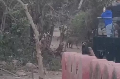 सवाई माधोपुर में श्रद्धालुओं का रास्ता रोककर बैठा बाघ सवाई माधोपुर में श्रद्धालुओं का रास्ता रोककर बैठा बाघ