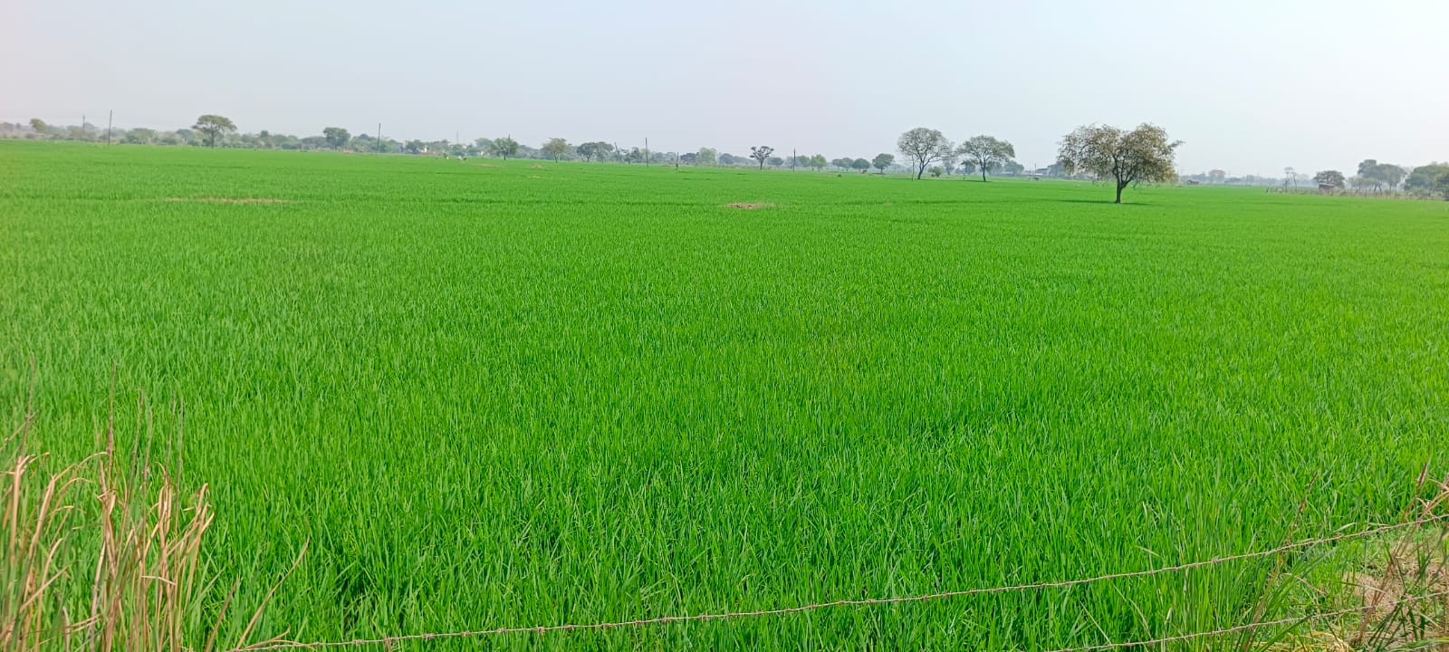 अंचल में तेजी से तैयार हो रही है धान की फसल। अंचल में तेजी से तैयार हो रही है धान की फसल।