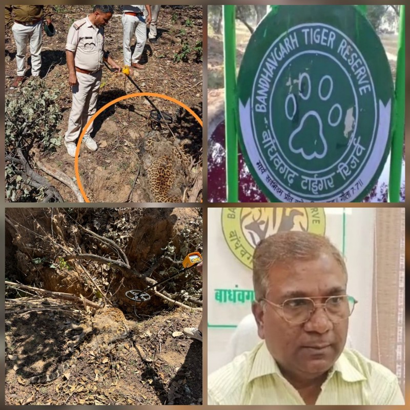 तेंदुओं का कब्रगाह बन रहा बांधवगढ़ फिर एक तेंदुए की संदिग्ध मौत तेंदुओं का कब्रगाह बन रहा बांधवगढ़ फिर एक तेंदुए की संदिग्ध मौत
