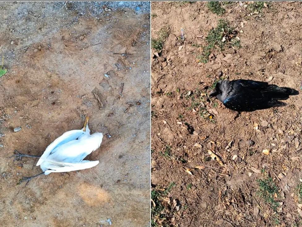 दतिया: तहसीलदार आवास के पास मृत मिले 22 कौए और बगुले दतिया: तहसीलदार आवास के पास मृत मिले 22 कौए और बगुले