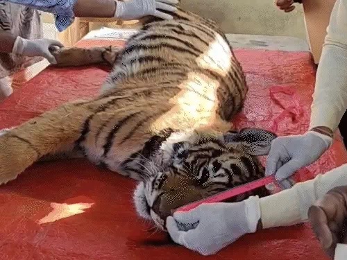 शावक की मौत शावक की मौत