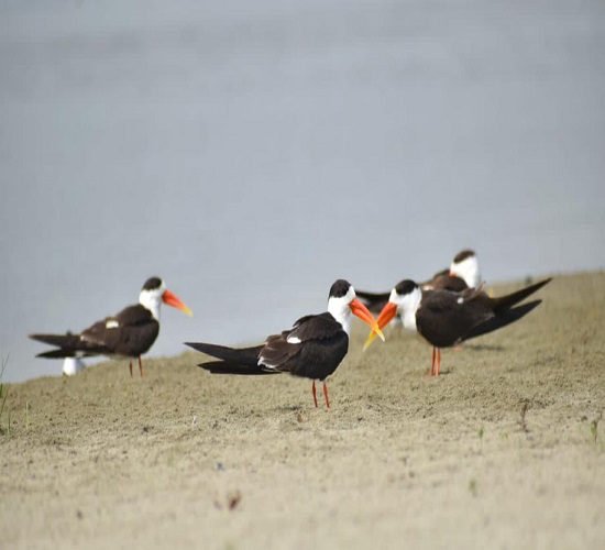 संगम क्षेत्र में भारतीय स्कीमर पच्छियों का छाया चित्र संगम क्षेत्र में भारतीय स्कीमर पच्छियों का छाया चित्र