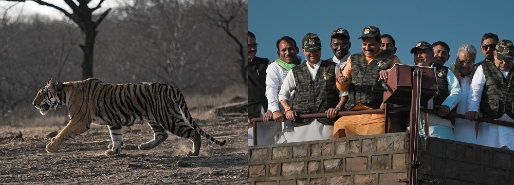 पुनर्स्थापन प्रक्रिया से लाई गई बाघिन को किया गया रिलीज पुनर्स्थापन प्रक्रिया से लाई गई बाघिन को किया गया रिलीज