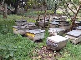 मौन पालन बॉक्स मौन पालन बॉक्स