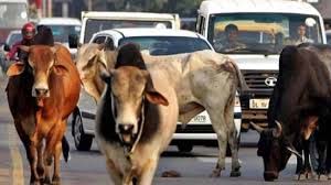 गौवंश का फाइल फोटो गौवंश का फाइल फोटो