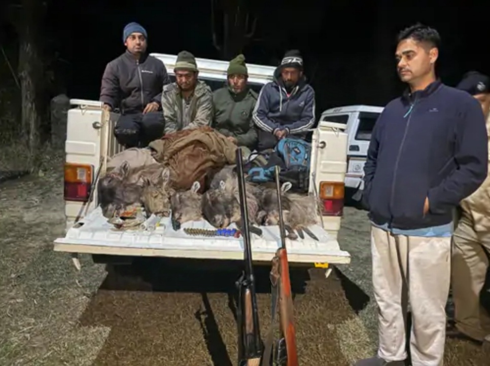 शिकारियों से पकड़ा गया हिमालयन थार का मांस। शिकारियों से पकड़ा गया हिमालयन थार का मांस।