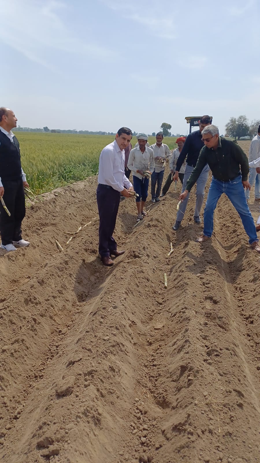 गन्ने की बिजाई करते हुए मुख्यातिथि व अन्य अधिकारी। गन्ने की बिजाई करते हुए मुख्यातिथि व अन्य अधिकारी।