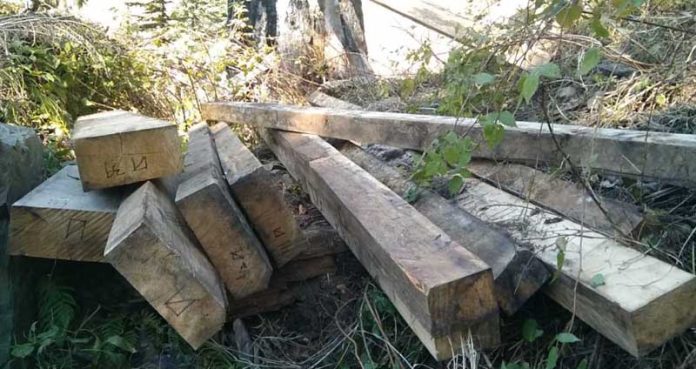 डोडा में दो लकड़ी तस्कर लिए गए हिरासत में, वन अधिकारी और रेंज अधिकारी हटाए गए डोडा में दो लकड़ी तस्कर लिए गए हिरासत में, वन अधिकारी और रेंज अधिकारी हटाए गए