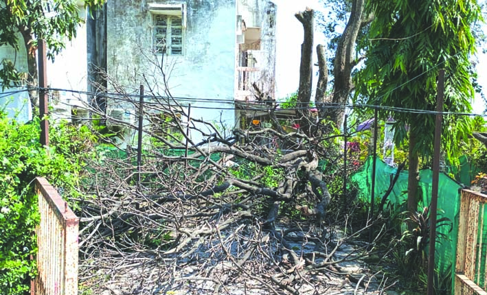 घर के बाहर गिरा हुआ पेड़ घर के बाहर गिरा हुआ पेड़