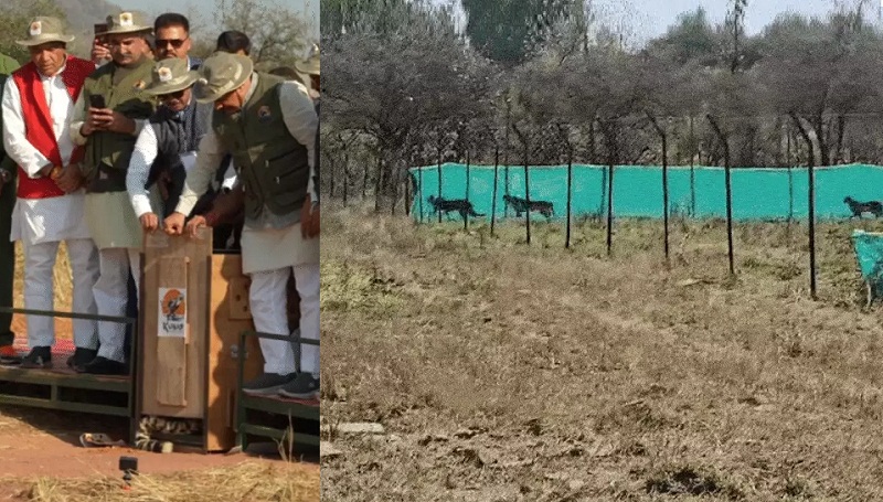 मादा चीता गामिनी और उसके शावकों को रिलीज करते हुए मादा चीता गामिनी और उसके शावकों को रिलीज करते हुए