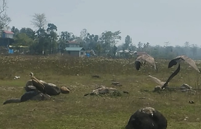 नदी किनारे गिद्धों का झुंड नदी किनारे गिद्धों का झुंड
