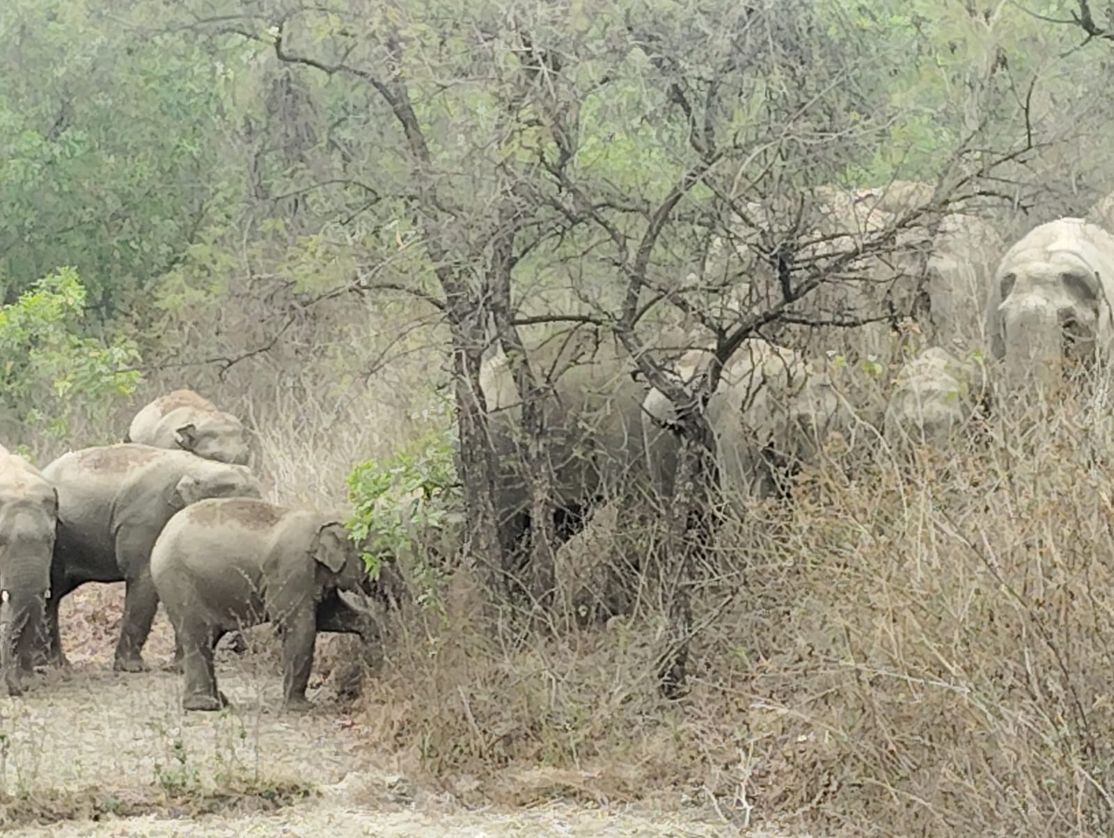 Elephant Elephant