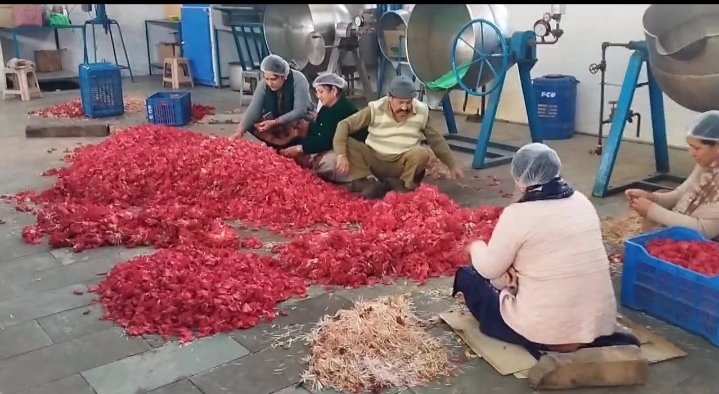 राज गढ़ में बुरांस के फूलों से उत्पाद बनाते लोग राज गढ़ में बुरांस के फूलों से उत्पाद बनाते लोग
