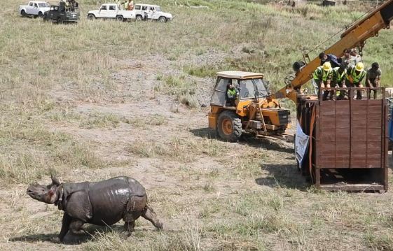 गैंड़ों को छोड़ती वन विभाग की टीम गैंड़ों को छोड़ती वन विभाग की टीम