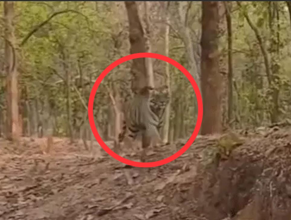 कुदरगढ़ में बाघ का सड़क पार करते वीडियाे वायरल। कुदरगढ़ में बाघ का सड़क पार करते वीडियाे वायरल।