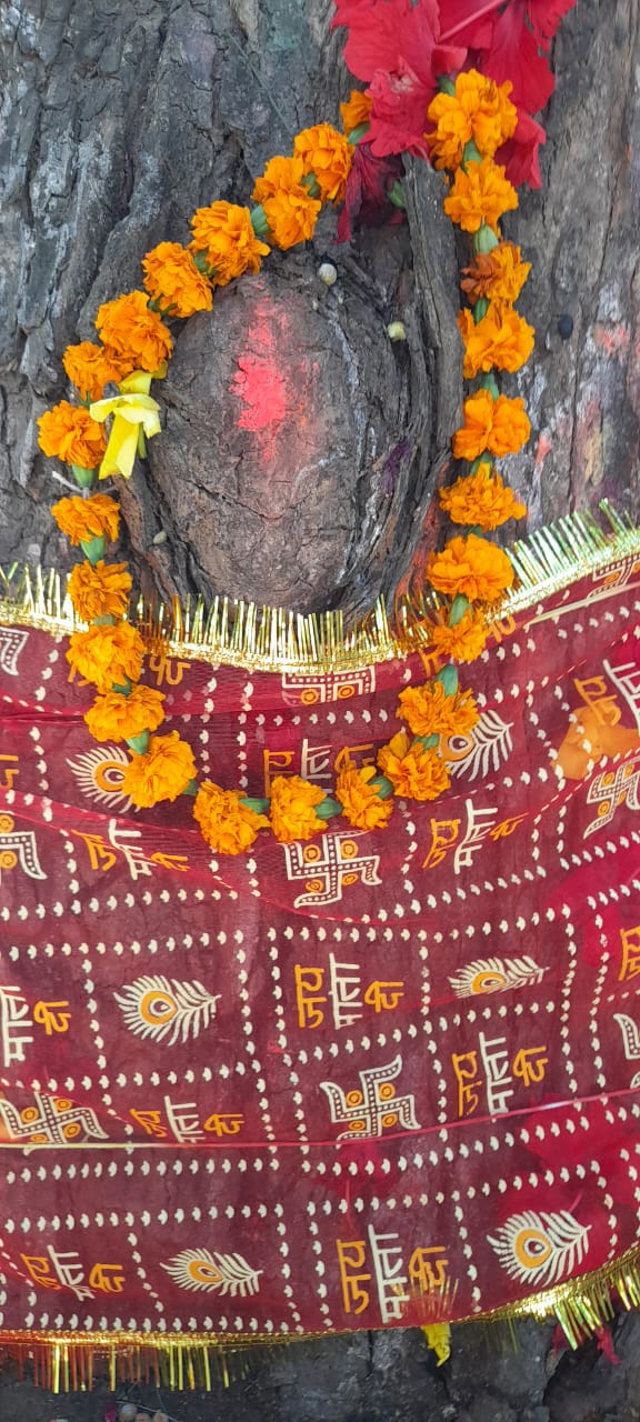 राजगढ़ सीएचसी पर स्थित नीम का पेड। राजगढ़ सीएचसी पर स्थित नीम का पेड।
