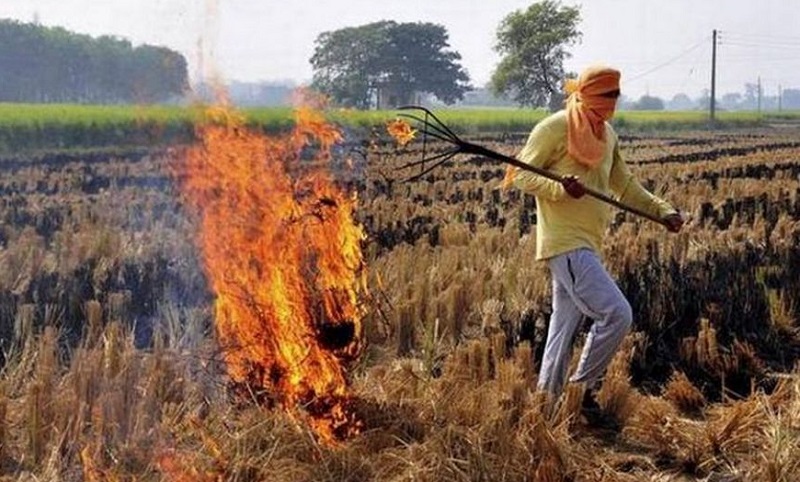 पराली जलाना (फाइल फोटो) पराली जलाना (फाइल फोटो)