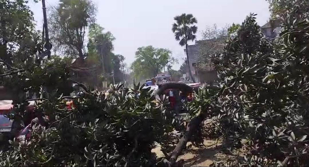 सड़क पर गिरा हुआ पेड़