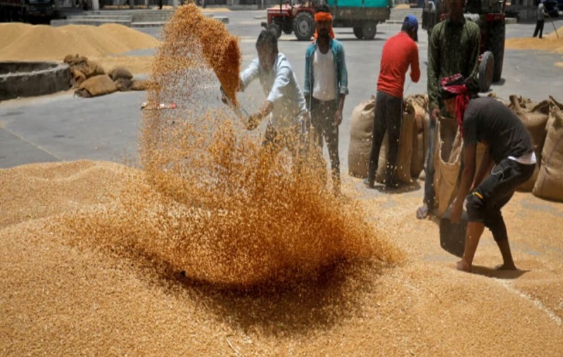 गेहूं उपार्जन (फाइल फोटो) गेहूं उपार्जन (फाइल फोटो)