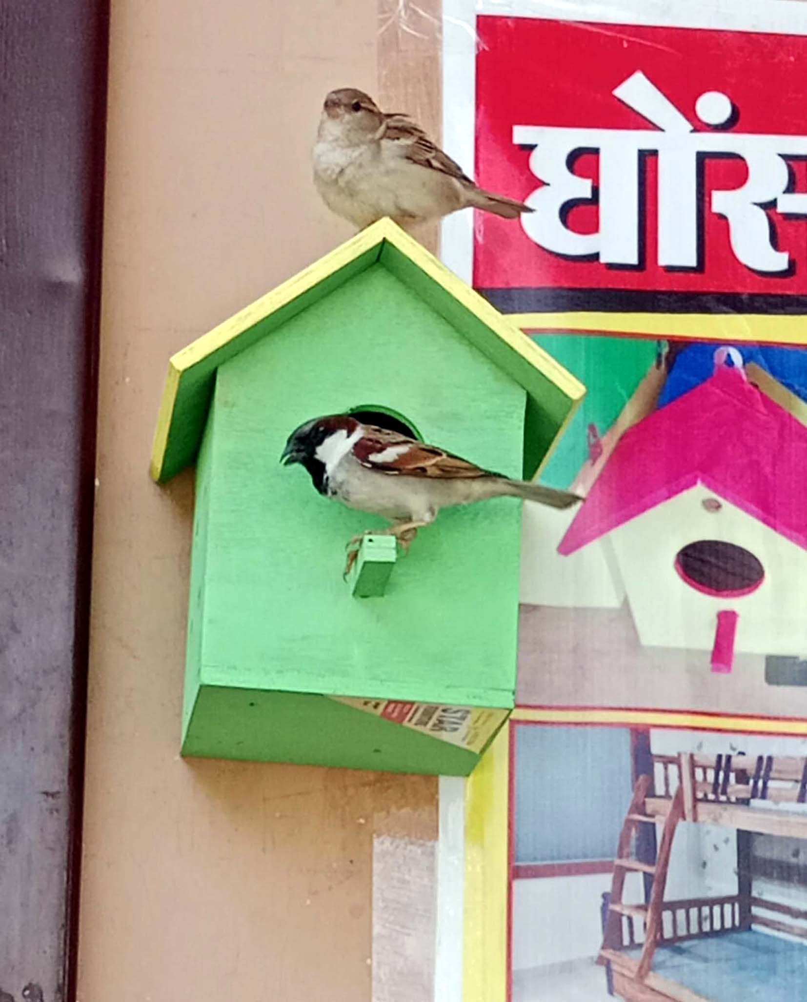 पक्षियों के लिए बनाया गया घोंसला। पक्षियों के लिए बनाया गया घोंसला।
