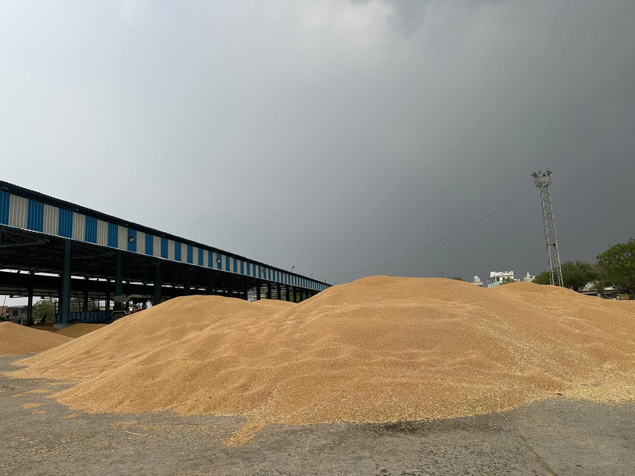 खुले आसमान के नीचे मंडी में रखी गेहूं। खुले आसमान के नीचे मंडी में रखी गेहूं।