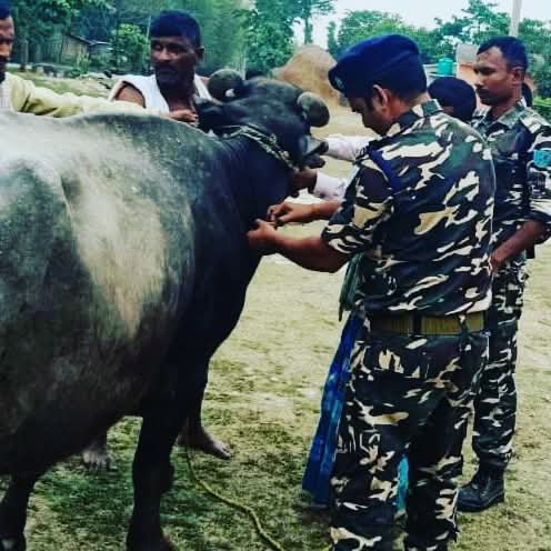 अररिया फोटो:पशु का इलाज करते पशु चिकित्सक अररिया फोटो:पशु का इलाज करते पशु चिकित्सक