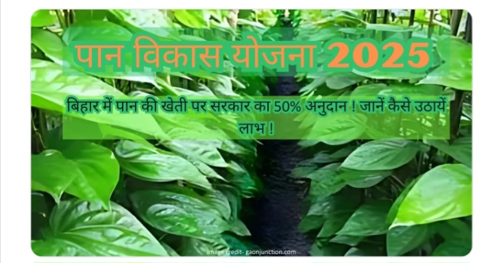खेत में लगा लहलहाता पान खेत में लगा लहलहाता पान