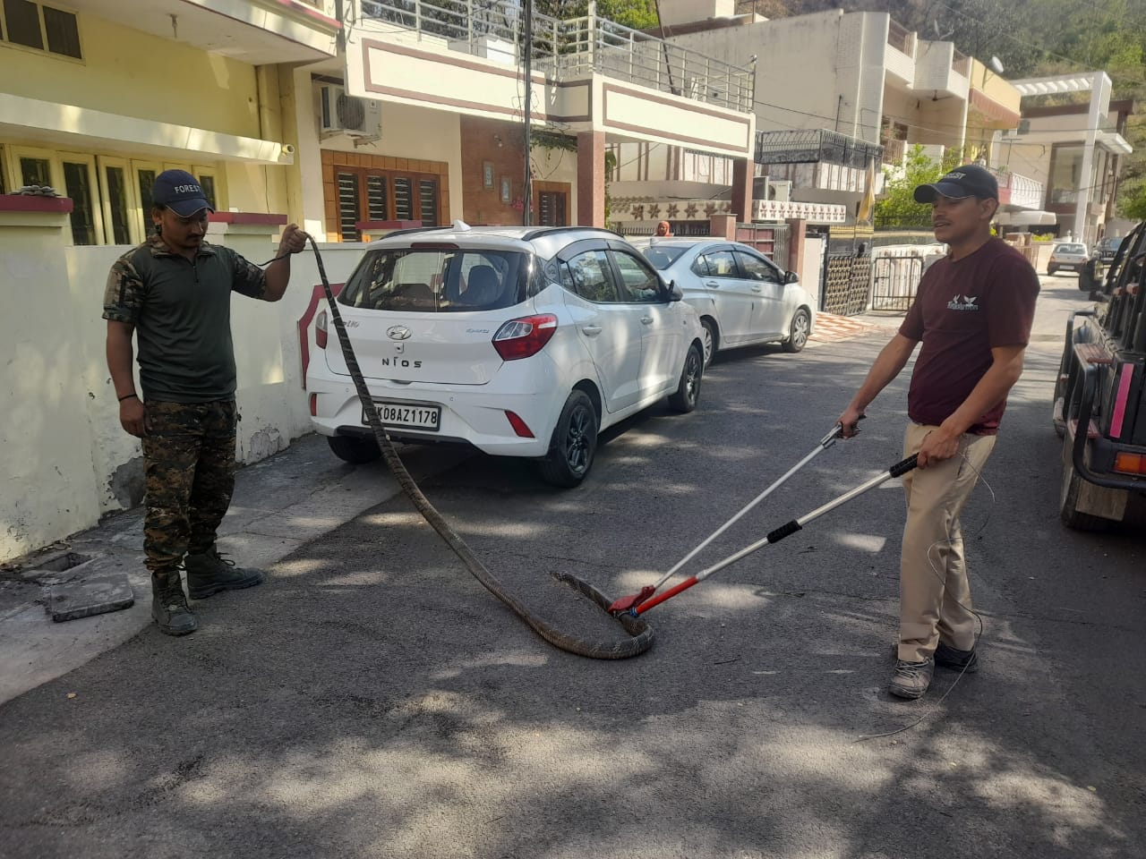 वन विभाग ने किया रेस्क्यू वन विभाग ने किया रेस्क्यू