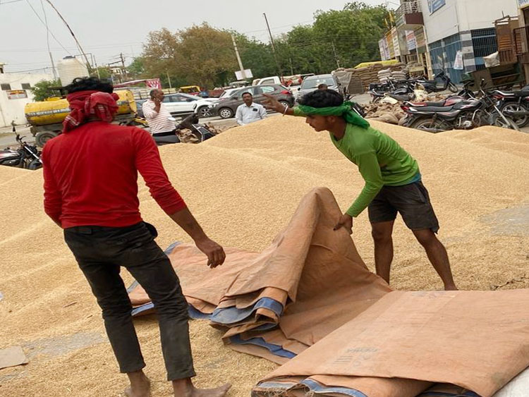 सोनीपत:मंडियों में अाया हुआ गेहूं सोनीपत:मंडियों में अाया हुआ गेहूं