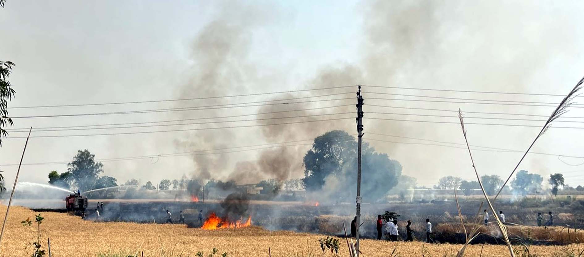 आग लगने से जलती गेहूं। आग लगने से जलती गेहूं।