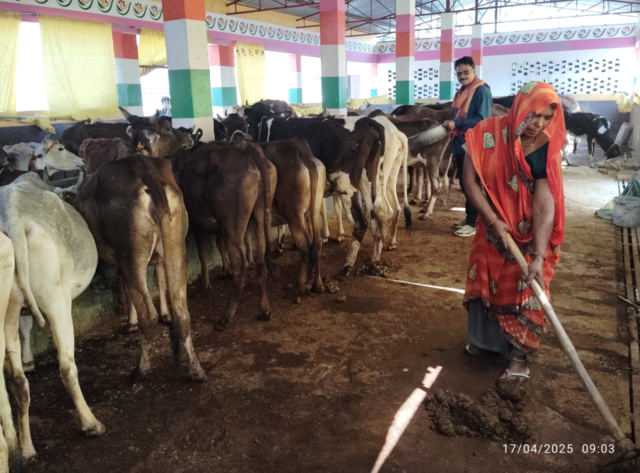 जासा-बघौरा गांव के गोवंश आश्रय स्थल में क्षमता से अधिक गोवंश। जासा-बघौरा गांव के गोवंश आश्रय स्थल में क्षमता से अधिक गोवंश।