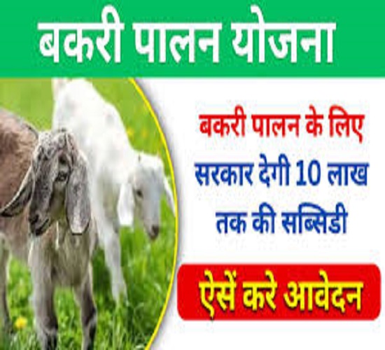 बकरी पालन के सम्बन्ध में प्रतीकात्मक छाया चित्र बकरी पालन के सम्बन्ध में प्रतीकात्मक छाया चित्र