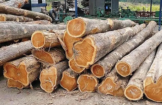 सागौन काष्ठ (फाइल फोटो) सागौन काष्ठ (फाइल फोटो)