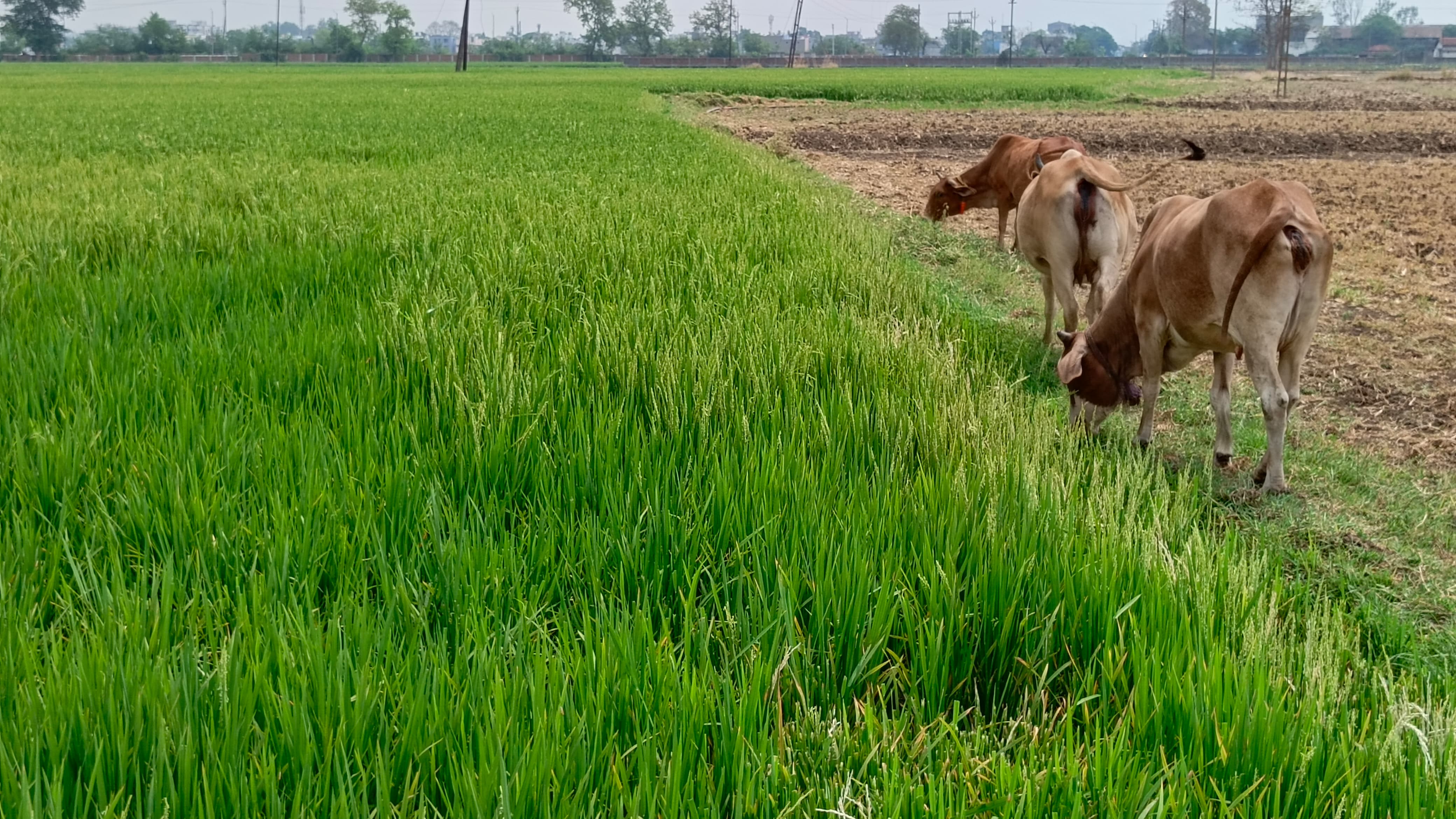 हटकेशर खार में लगी धान की फसल को चट करते हुए मवेशी। हटकेशर खार में लगी धान की फसल को चट करते हुए मवेशी।