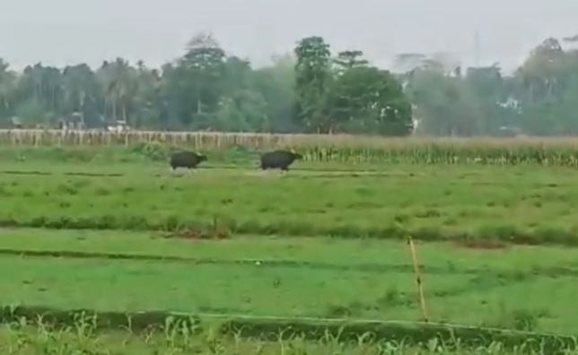 खेत में घुसे दो बाइसन से दहशत खेत में घुसे दो बाइसन से दहशत