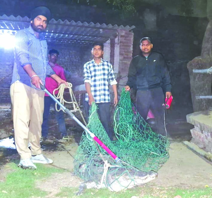 मगरमच्छ का रेस्क्यू करते वन कर्मी मगरमच्छ का रेस्क्यू करते वन कर्मी
