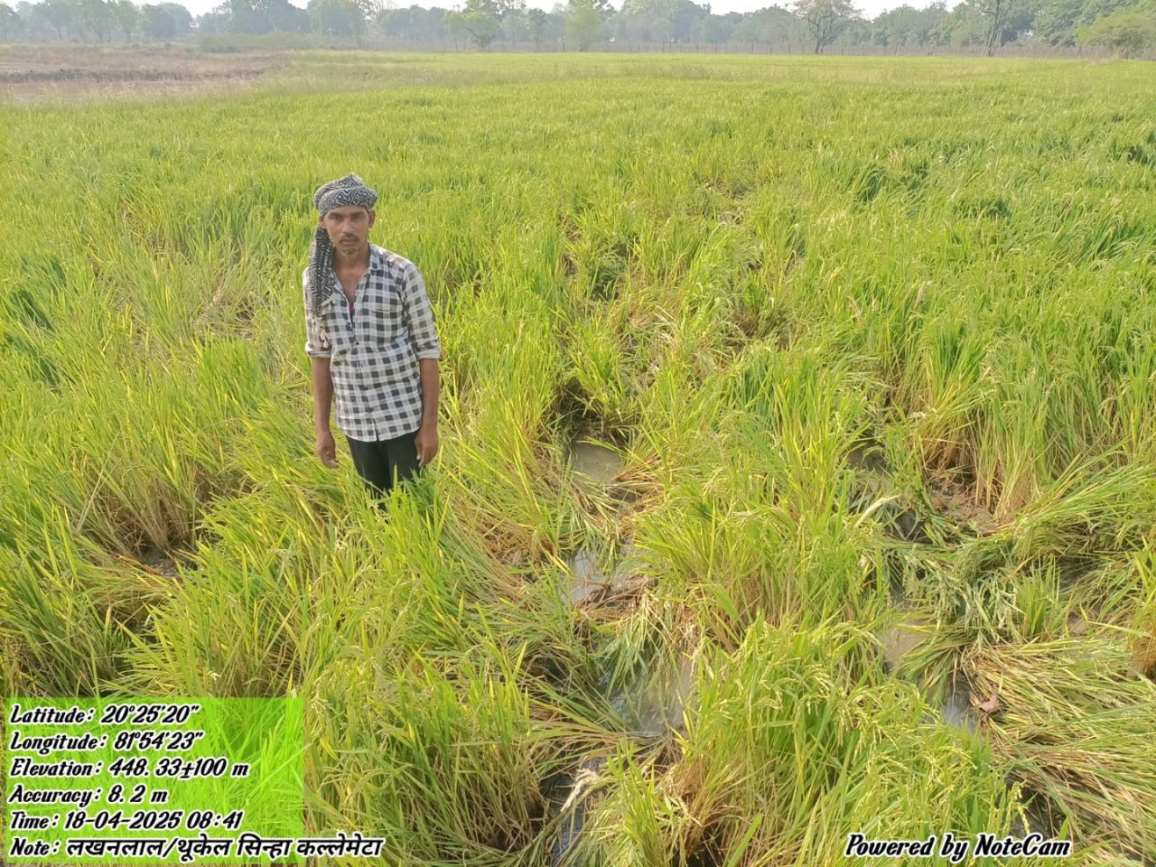 हाथियों से नुकसान रबी धान फसल को दिखाते हुए पीड़ित किसान।