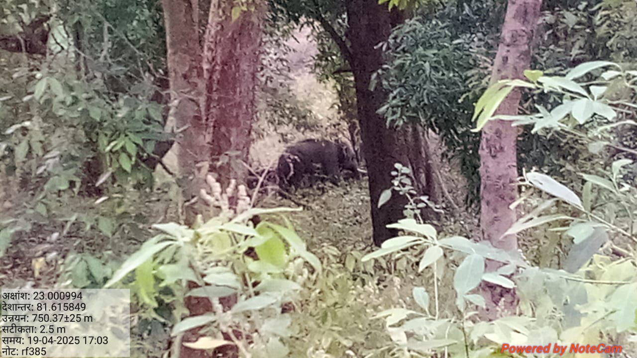 किरर के जंगलों में हाथी किरर के जंगलों में हाथी
