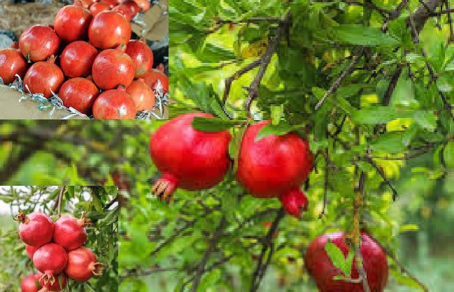 भारतीय अनार के लोगो का प्रतीकात्मक चित्र भारतीय अनार के लोगो का प्रतीकात्मक चित्र