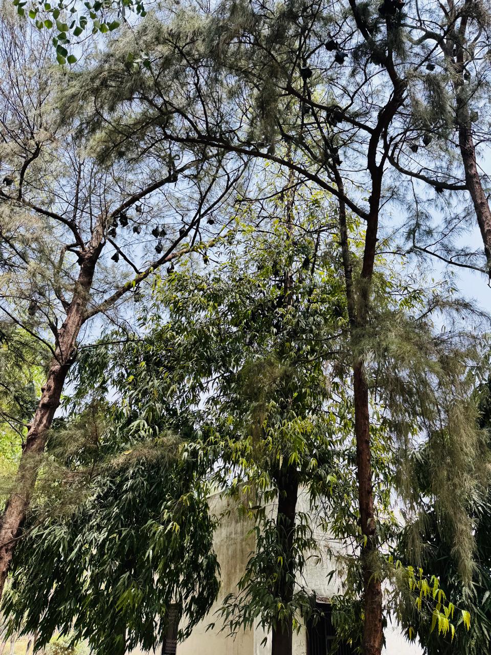 पार्क में मिले दुर्लभ प्रजाति के चमगादड़ पार्क में मिले दुर्लभ प्रजाति के चमगादड़