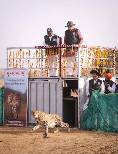 गांधी सागर अभयारण्य में सीएम डॉ. यादव ने पावक और प्रभास को बाड़े में छोड़ा, पिंजरे से निकलते ही चीतों ने लगाई दौड़ गांधी सागर अभयारण्य में सीएम डॉ. यादव ने पावक और प्रभास को बाड़े में छोड़ा, पिंजरे से निकलते ही चीतों ने लगाई दौड़