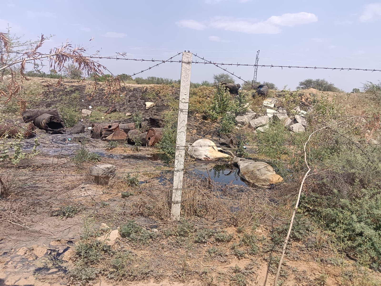 गाय गाय