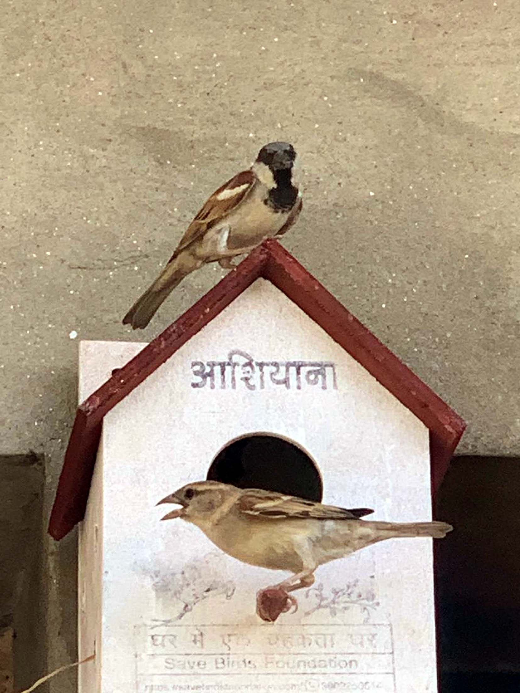 कृत्रिम घोंसलें पर बैठी चिडि़या।