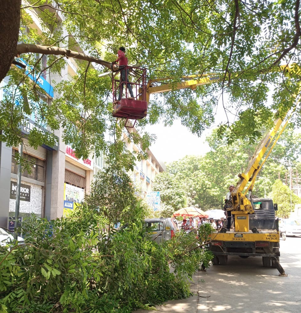 45% branches were pruned to prevent accidents 45% branches were pruned to prevent accidents