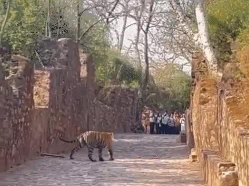 पहले टाइगर मंदिर मार्ग की दीवार पर दिखाई दिया, फिर धीरे-धीरे नीचे उतरकर सीधे रास्ते पर आ गया। पहले टाइगर मंदिर मार्ग की दीवार पर दिखाई दिया, फिर धीरे-धीरे नीचे उतरकर सीधे रास्ते पर आ गया।